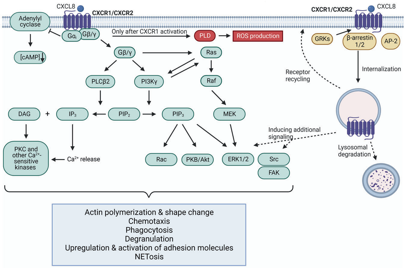 Tumor microenvironment regulator IL-8